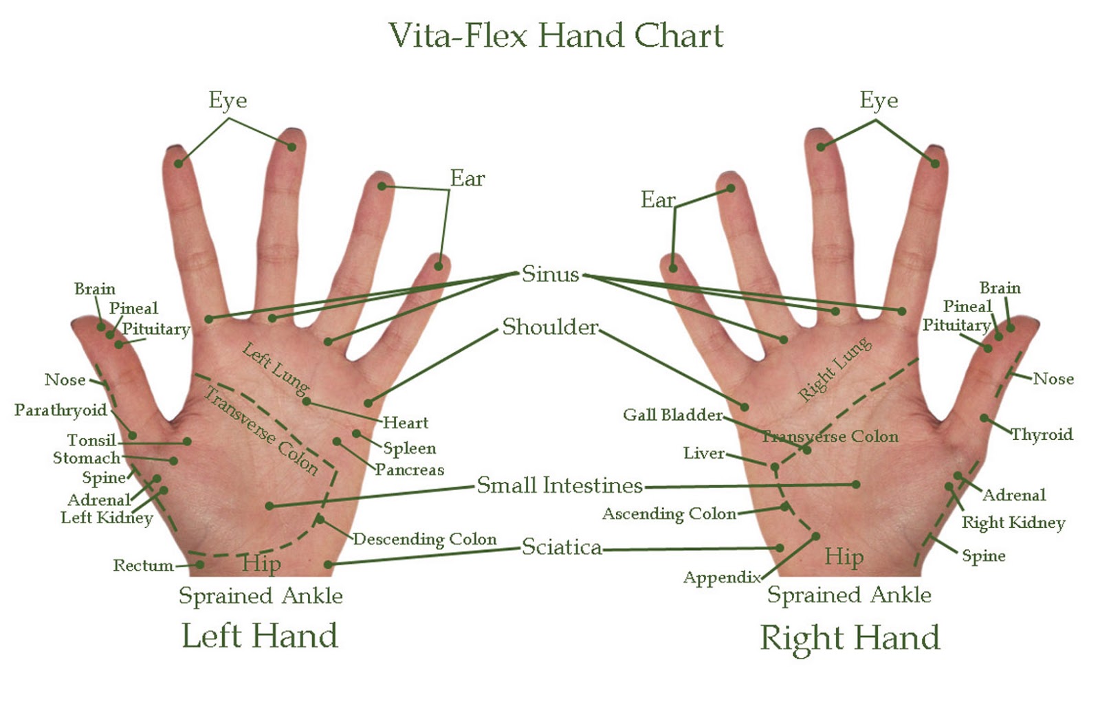 Vita_Flex_Hand_Chart