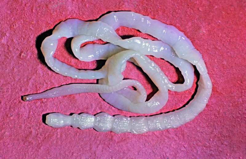 Dipylidium Tapeworm