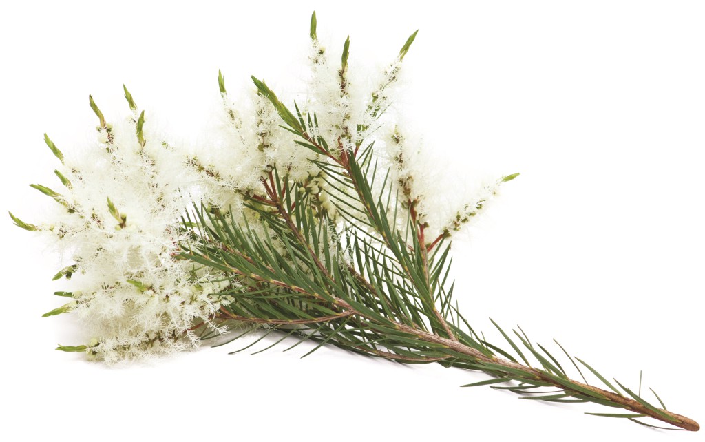 Tea tree (Melaleuca alternifolia) flowers on white background